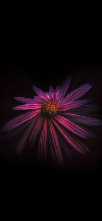 Fond d'écran iPhone Flower Dark Background 4k