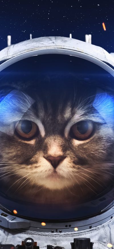 Fond d'écran Astronaut Cat sur iPhone