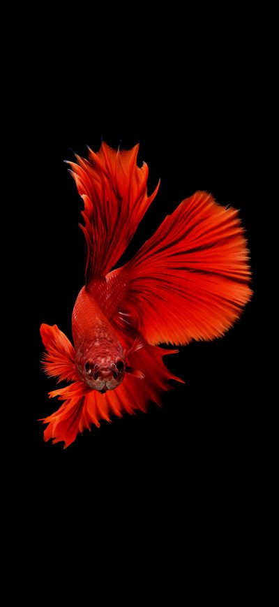 Fond d'écran Betta Fish sur iPhone