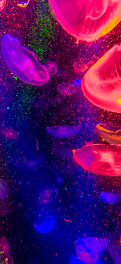 Fond d'écran iPhone Jellyfishes 4k