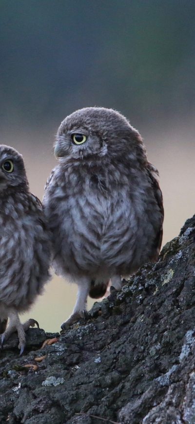 Fond d'écran iPhone Two Owls Sitting On Branch 4k