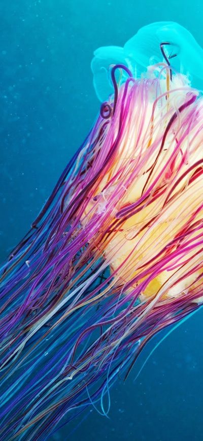 Fond d'écran iPhone Colorful Underwater