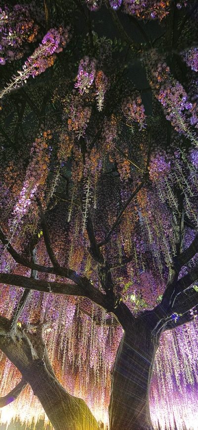 Fond d'écran iPhone Wisteria Trees