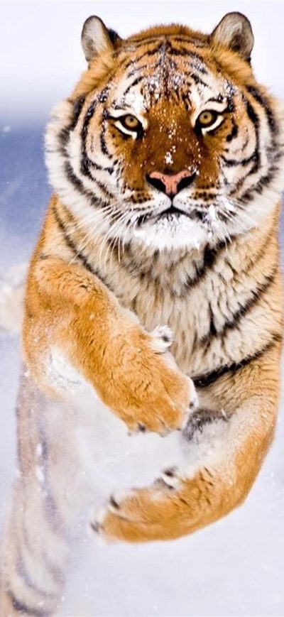 Fond d'écran iPhone Tiger In Snow