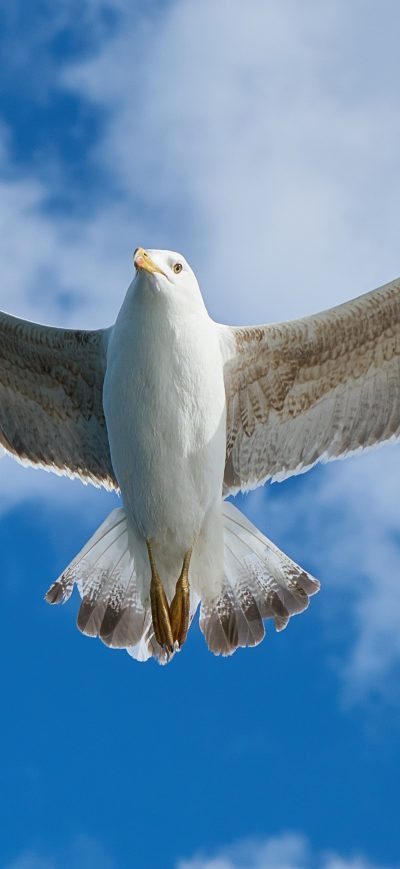 Fond d'écran iPhone White Seagull