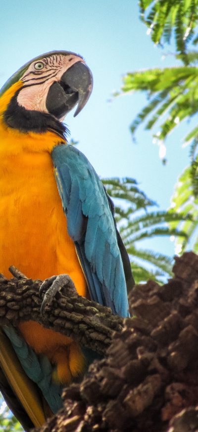 Fond d'écran iPhone Blue And Yellow Macaw 4k