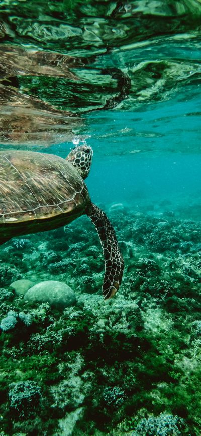 Fond d'écran iPhone Turtle Underwater