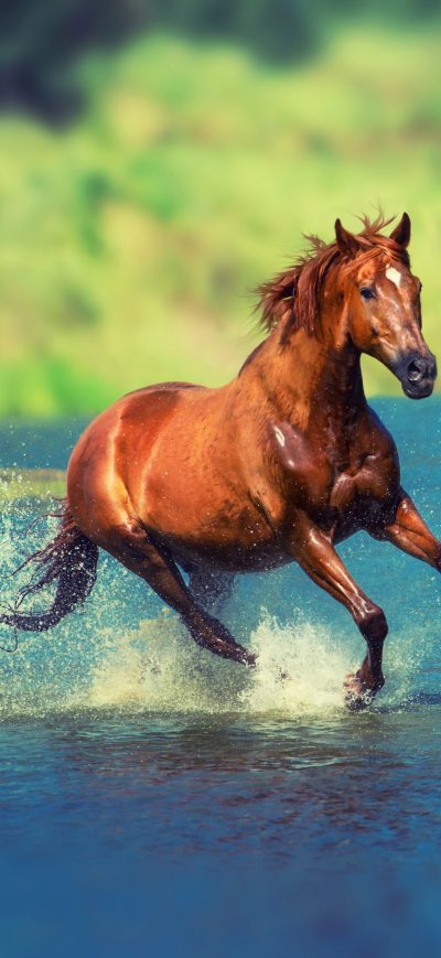 Fond d'écran iPhone Running Horse In Water