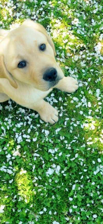 Fond d'écran iPhone Labrador Puppy