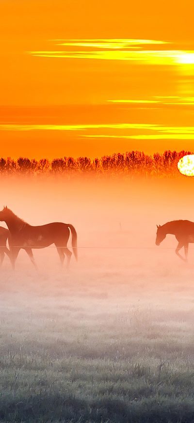 Fond d'écran iPhone Horses Sunset 4k