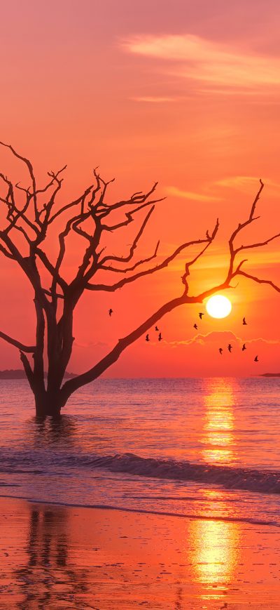 Fond d'écran iPhone Birds Ocean Sunset Tree