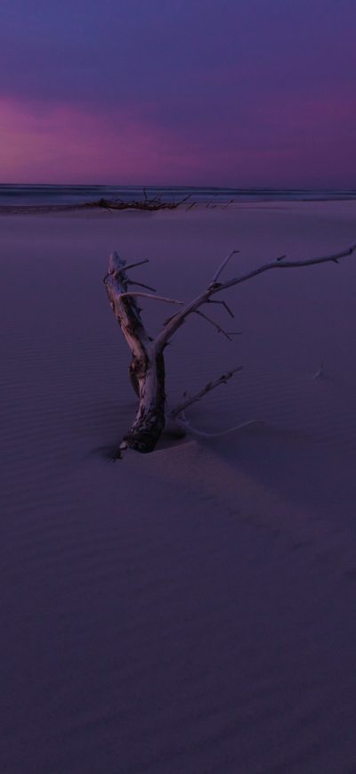 Fond d'écran iPhone Tree Branch White Sand 5k