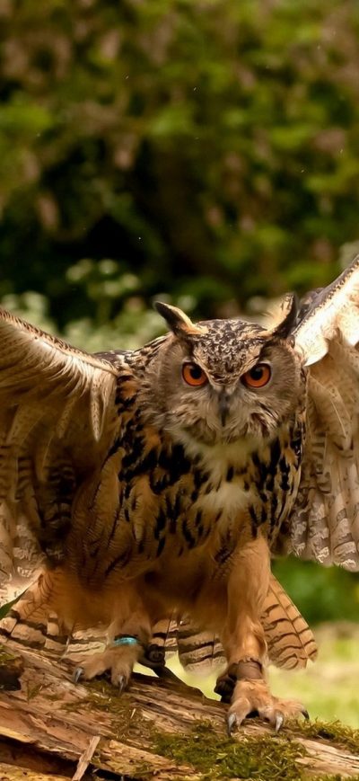 Fond d'écran Owl Wings sur iPhone