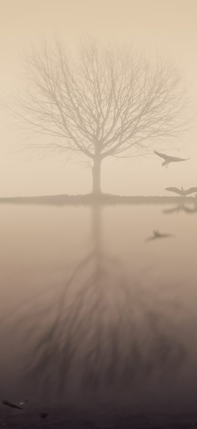 Fond d'écran iPhone Fog Lake Silhouette Tree Birds