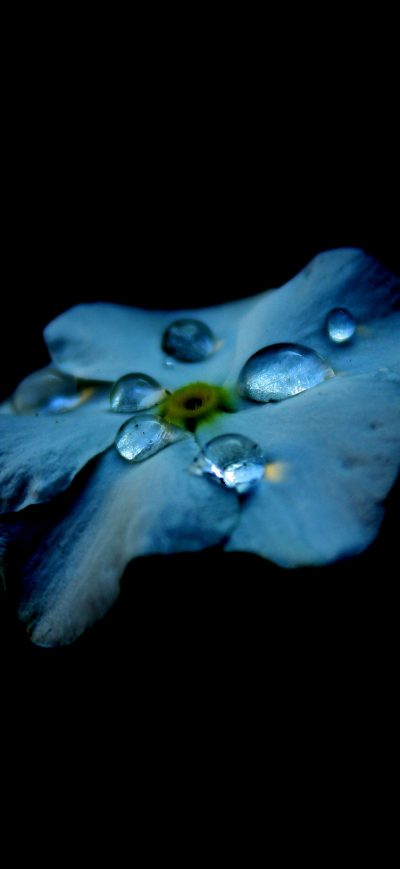 Fond d'écran iPhone Dew Drops On Flower Oled 4k