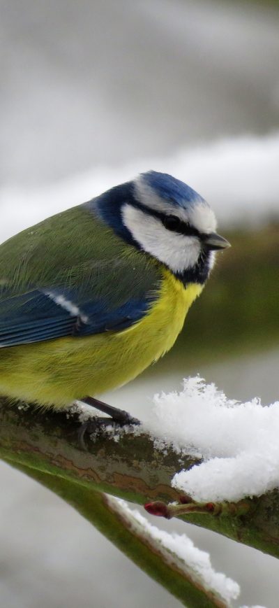 Fond d'écran iPhone Eurasian Blue Tit