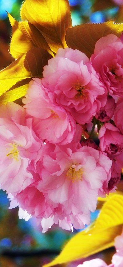 Fond d'écran iPhone Beautiful Flowers