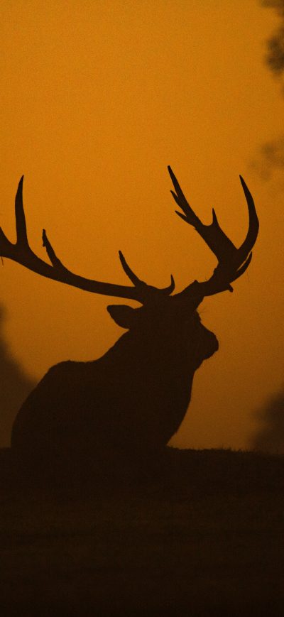 Fond d'écran Deer Silhouette 5k sur iPhone