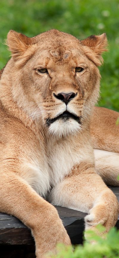 Fond d'écran iPhone Lion
