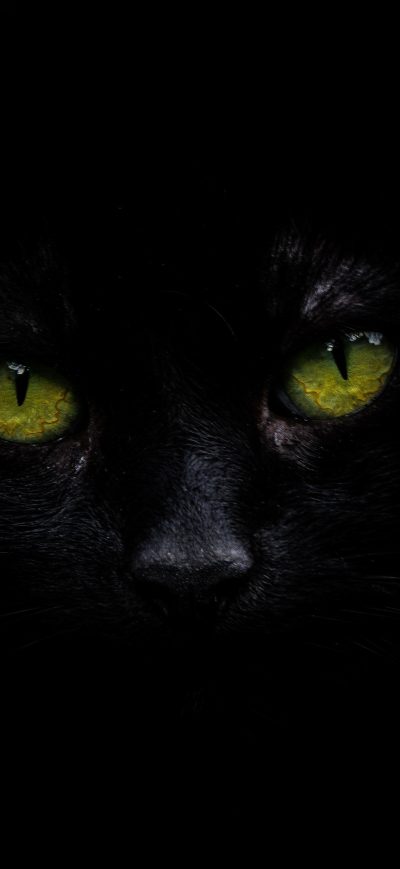 Fond d'écran iPhone Cat Oled 5k