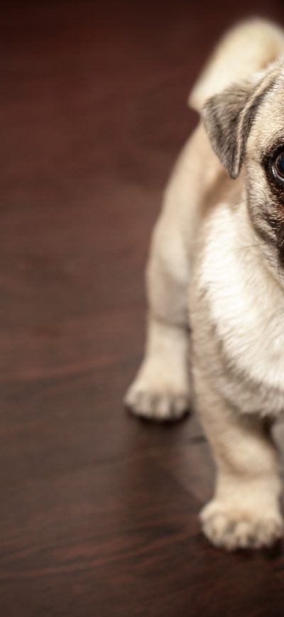 Fond d'écran iPhone Pug Puppy