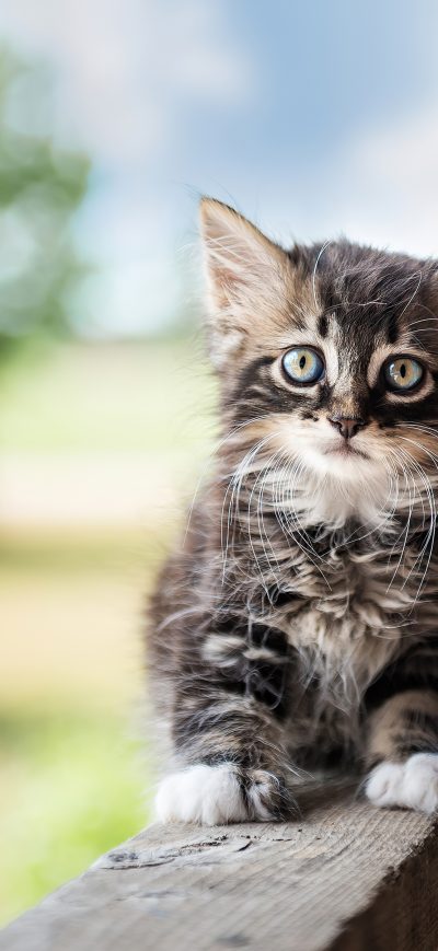 Fond d'écran iPhone Cute Cat 4k