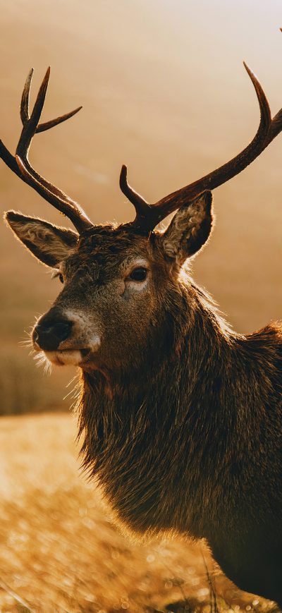 Fond d'écran iPhone Deer Morning Landscape 4k