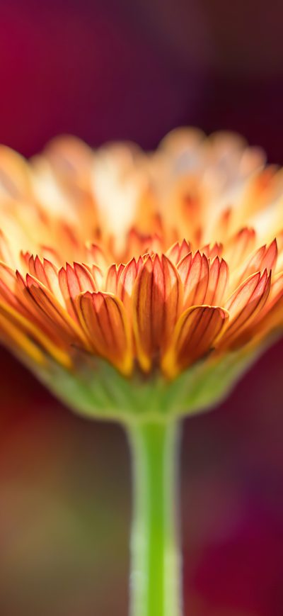 Fond d'écran iPhone Flower Macro 4k