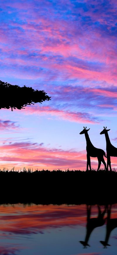 Fond d'écran iPhone Giraffe Evening Silhouette 4k