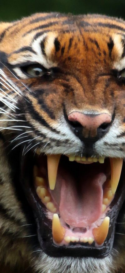 Fond d'écran iPhone Tiger Teeths