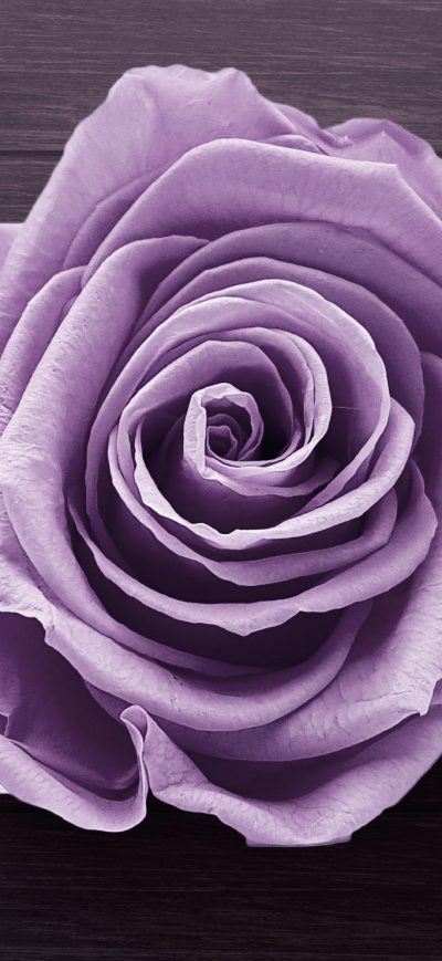 Fond d'écran Purple Rose sur iPhone