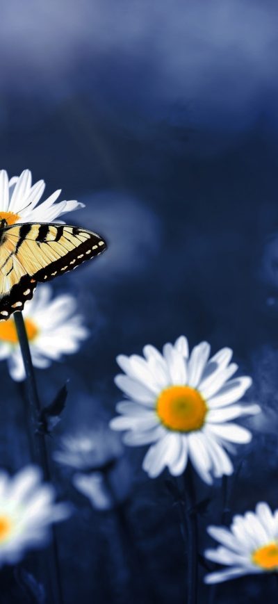 Fond d'écran iPhone Butterfly On Flowers