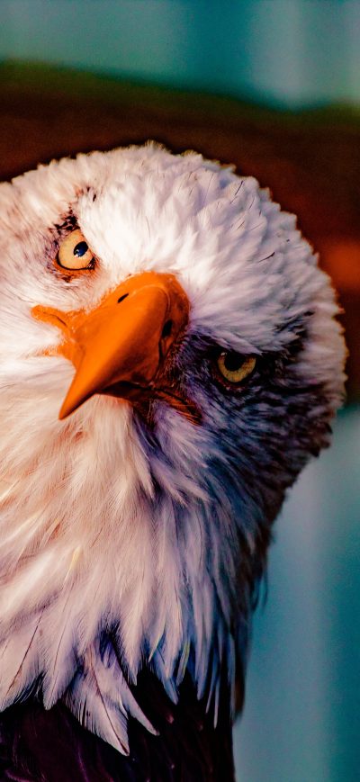 Fond d'écran iPhone Bald Eagle 5k