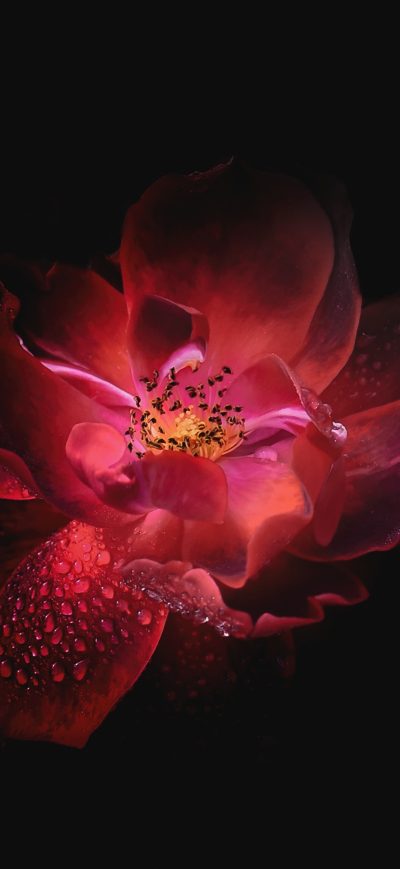 Fond d'écran iPhone Flower Oled 4k