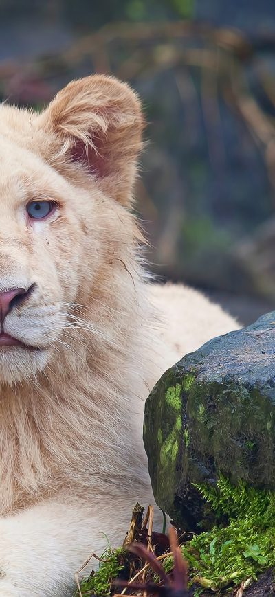 Fond d'écran iPhone Lion Big Cats 4k