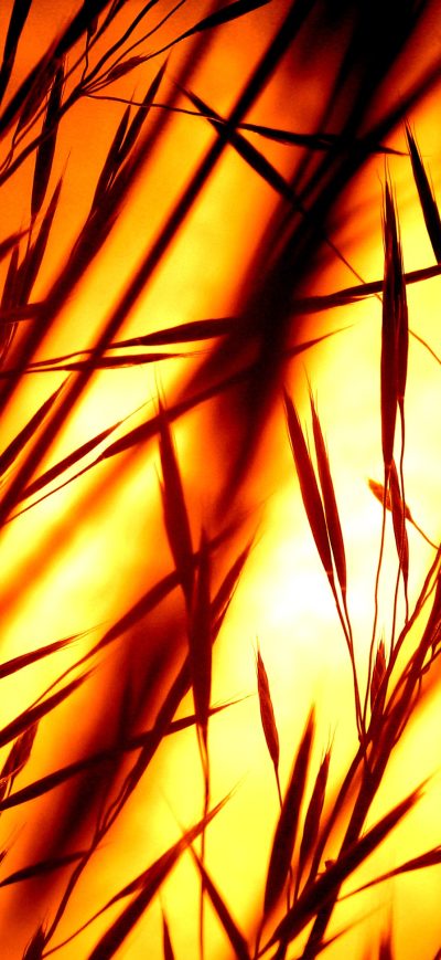 Fond d'écran iPhone Blades Of Grass