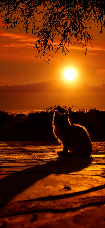 Fond d'écran iPhone Cat Watching Sunset 4k