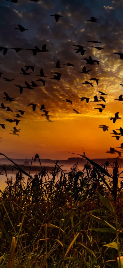 Fond d'écran iPhone Flock Of Birds Flying At Dawn Time