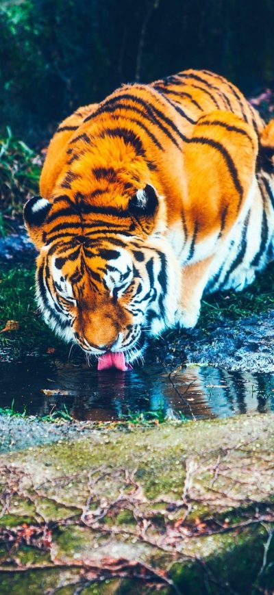 Fond d'écran iPhone Tiger Drinking Water HD