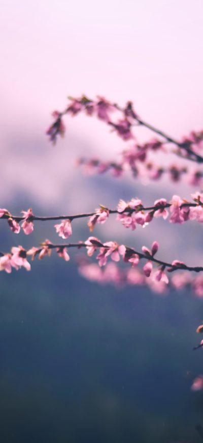 Fond d'écran iPhone Pink Blossom Tree Branch Spring 5k