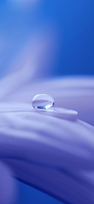 Fond d'écran iPhone Drop Of Water On Flower