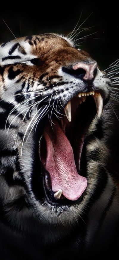 Fond d'écran Tiger Open Mouth sur iPhone