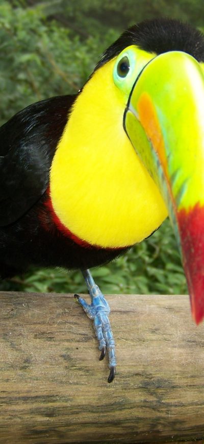 Fond d'écran iPhone Toucans
