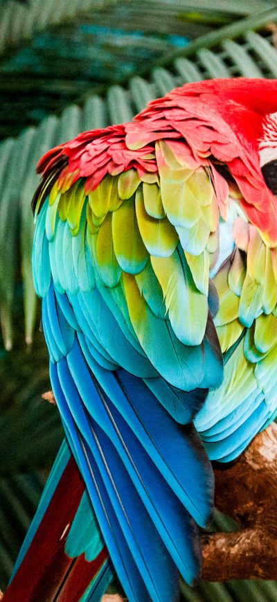 Fond d'écran iPhone Macaw Colorful Bird 4k