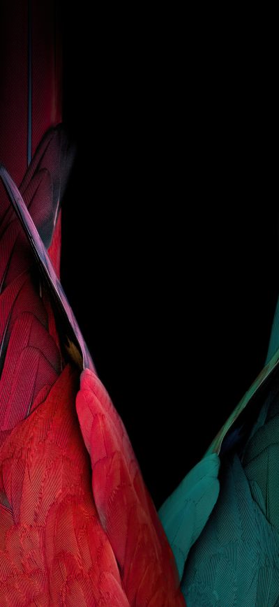 Fond d'écran iPhone Birds Tail Oled Bakground 4k