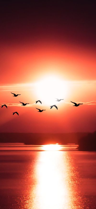 Fond d'écran iPhone Birds Flying Over Body Of Water 4k