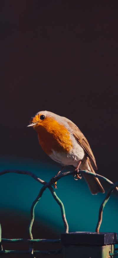 Fond d'écran iPhone American Robin Bird 5k