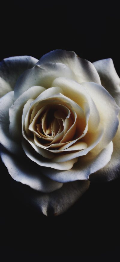 Fond d'écran iPhone White Rose Oled 5k