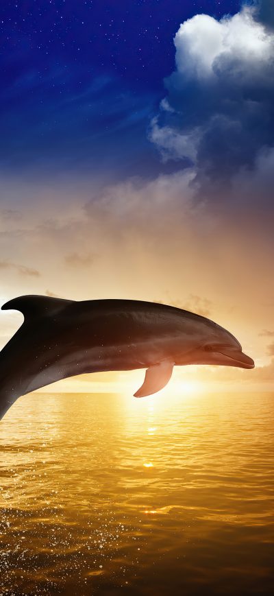 Fond d'écran iPhone Dolphin Jumping