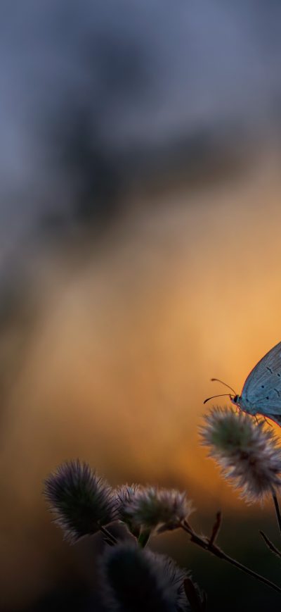 Fond d'écran iPhone Butterfly Sitting On Plant 5k